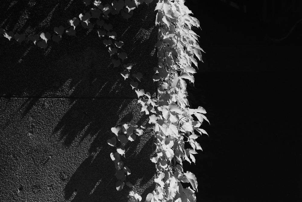 Photography: Straight down – JCH Streetpan 400 (35mm)