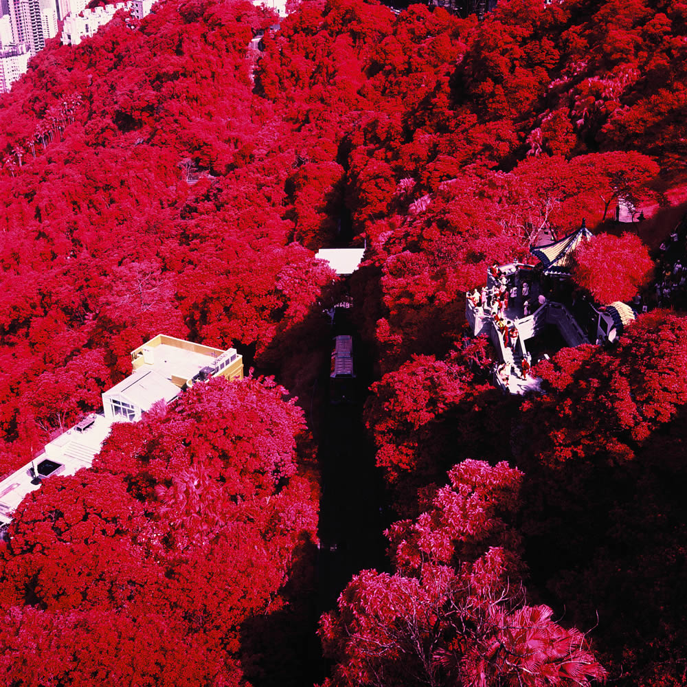 Photography: Vernicular rising – Shot on Kodak AEROCHROME III 1443 (120)