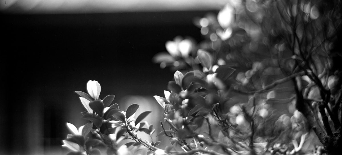 Photography: Spring growth – Ilford Pan F+ (120)
