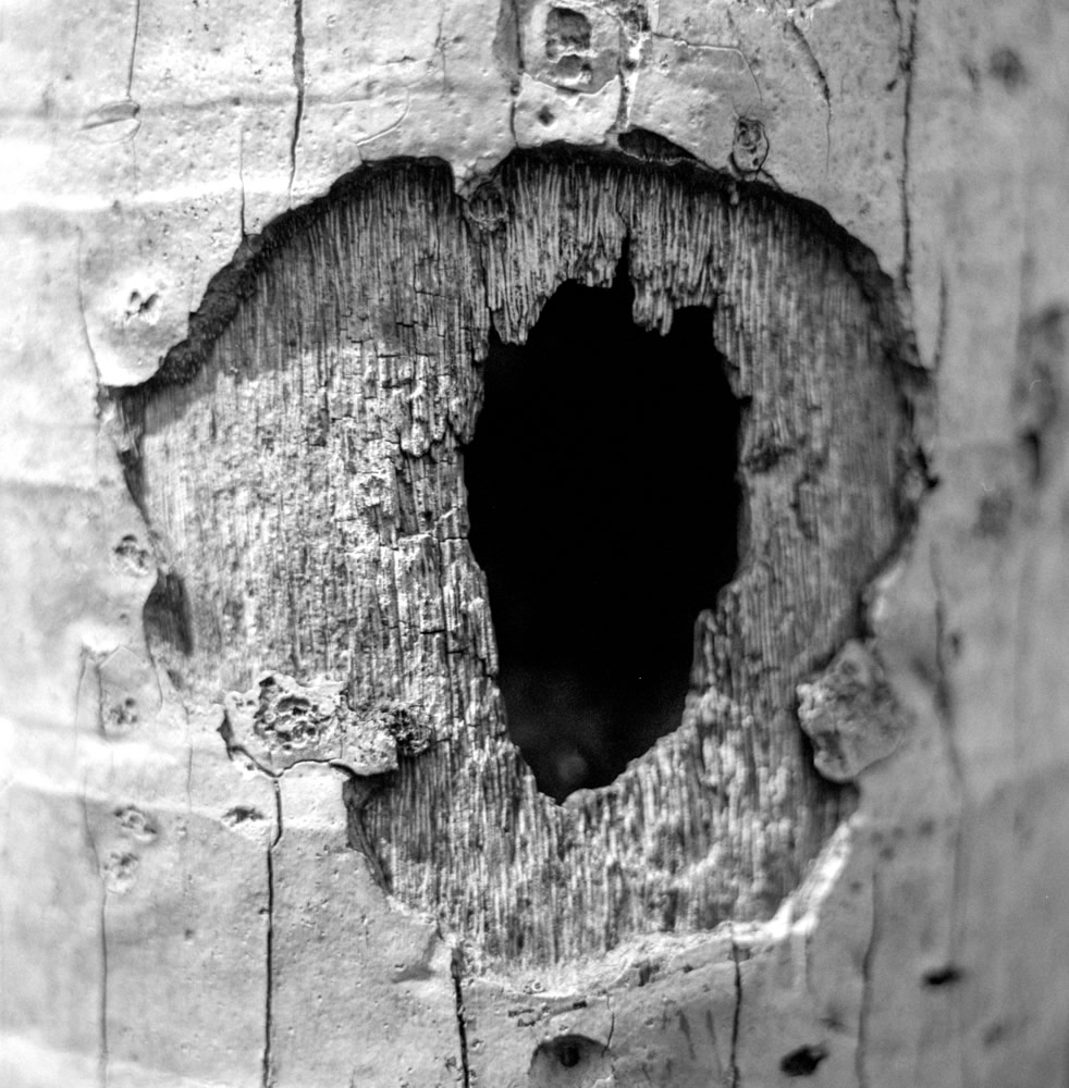 Eye eye - Shot on Kodak T-MAX 400 at EI 100. Black and white film in 120 format shot as 6x6.