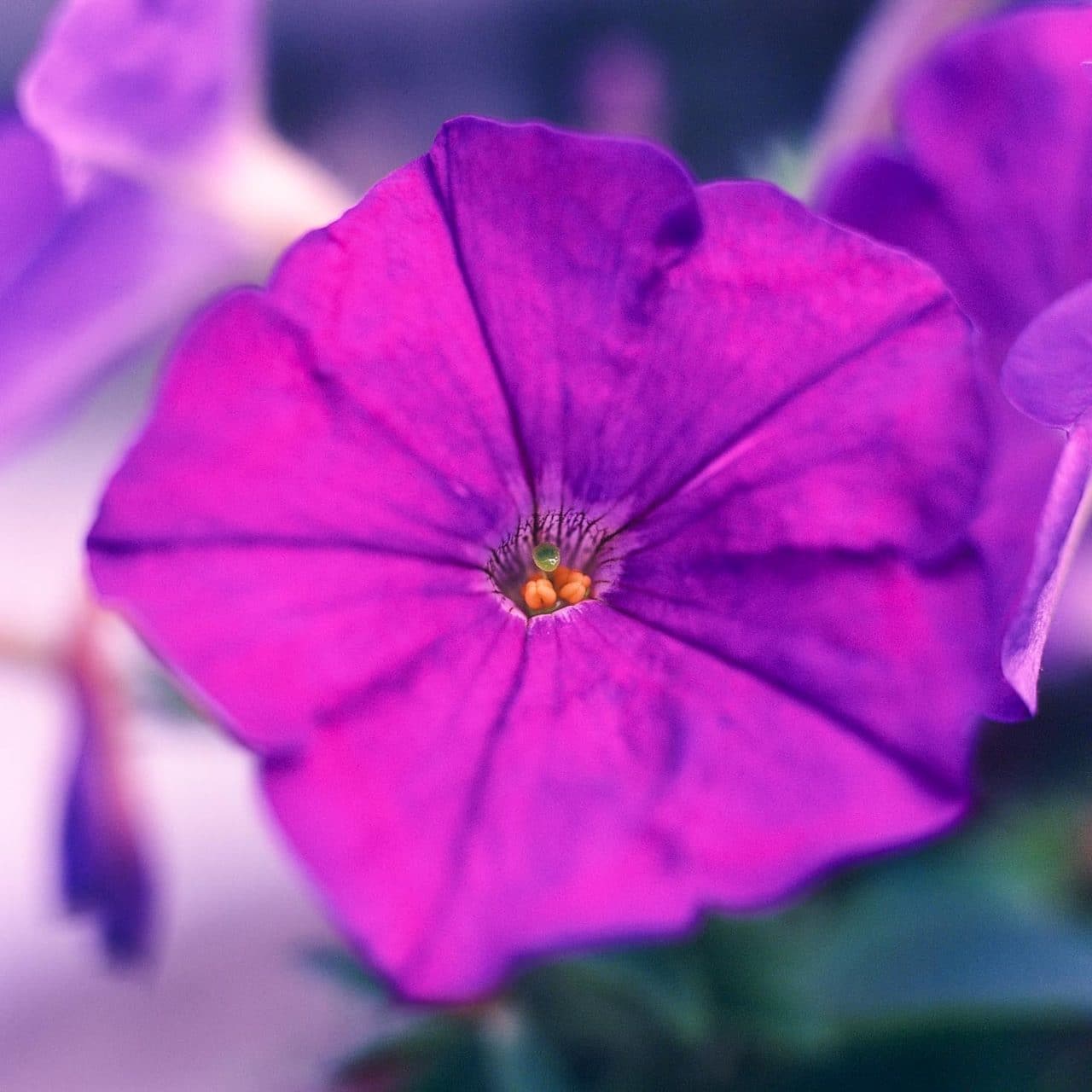 Photography: Purrrple – Shot on Kodak EKTACHROME 100VS E100VS at EI 100 (120 format)