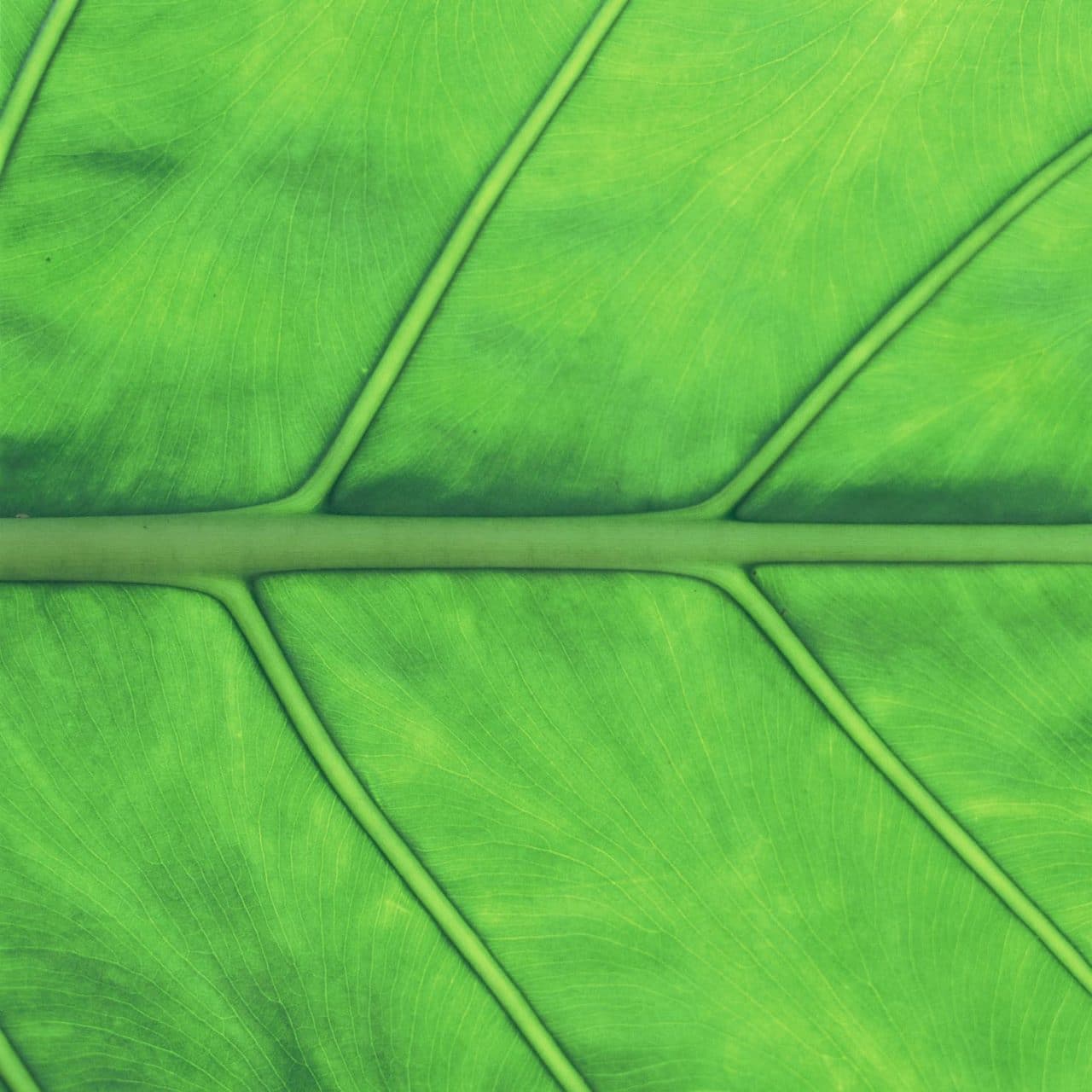 Photography: Veins #01 – Fuji Provia 400X – RXP (120)