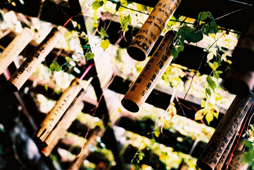 Prayer vines - Shot on Kodak PROFESSIONAL ELITE Chrome 100 (EB-3) at EI 100. Color reversal (slide) film in 35mm format. Cross processed.