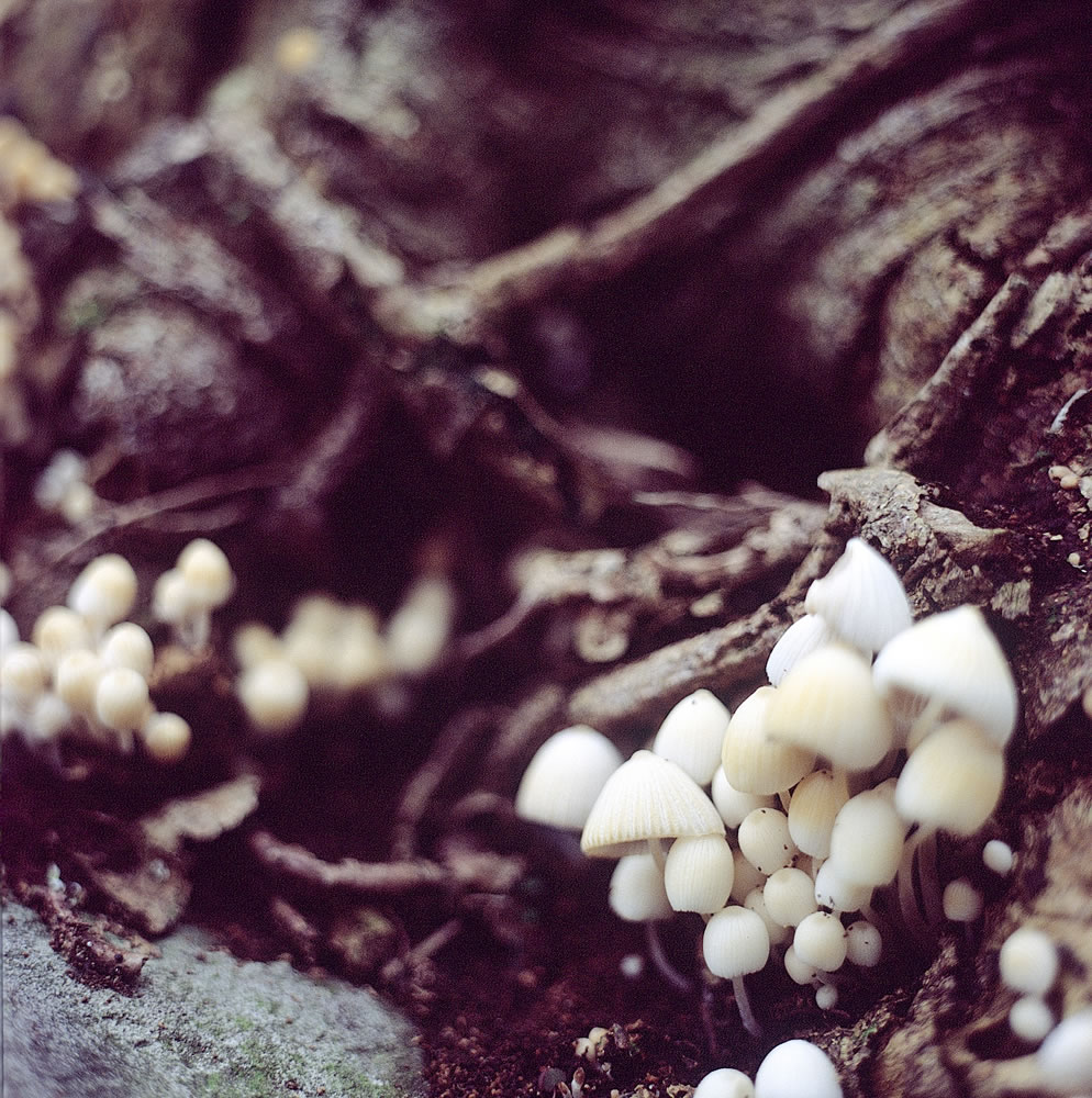 Photography: Shrooming – Shot on Kodak EKTACHROME 200 E200 at EI 200 (120 format)