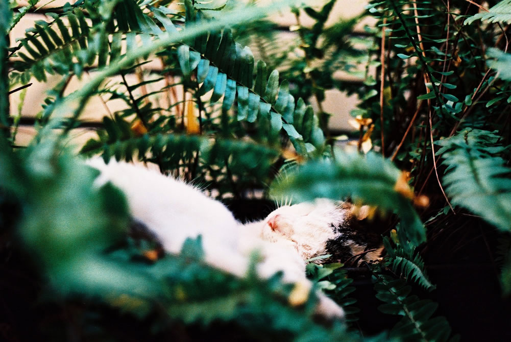 Slumber - Shot on Kodak PROFESSIONAL ELITE Chrome 100 (EB-3) at EI 100. Color reversal (slide) film in 35mm format. Cross processed.