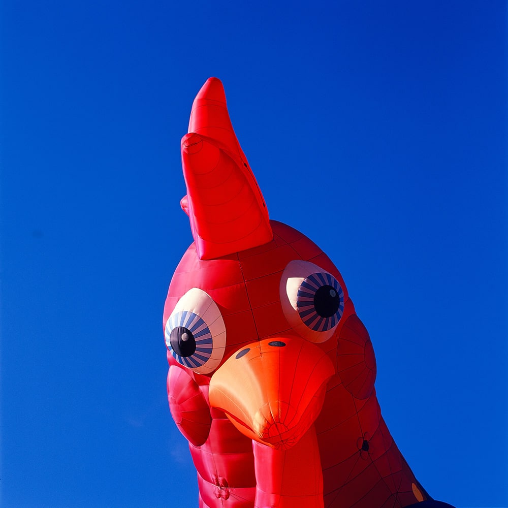 Photography: #ChickenAF – Shot on Kodak EKTACHROME 100VS – E100VS (120 format)