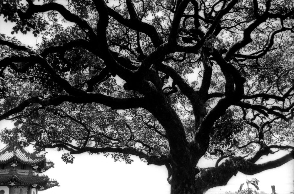 Photography: Net – Shot on FILM Ferrania P30 Alpha (35mm format)