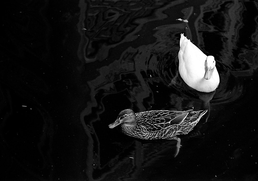 Film stock review: Bergger Pancro 400 Part 3 – 35mm EI 1600 (bracketed +/- 1 stop)