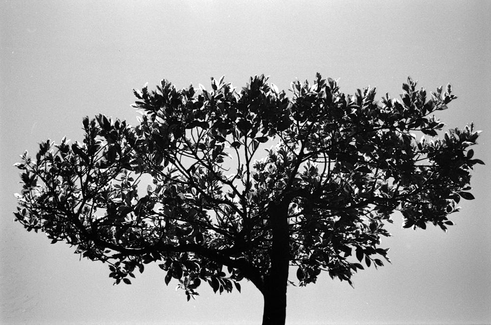 Photography: Tree of life – FILM Ferrania P30 Alpha (35mm)