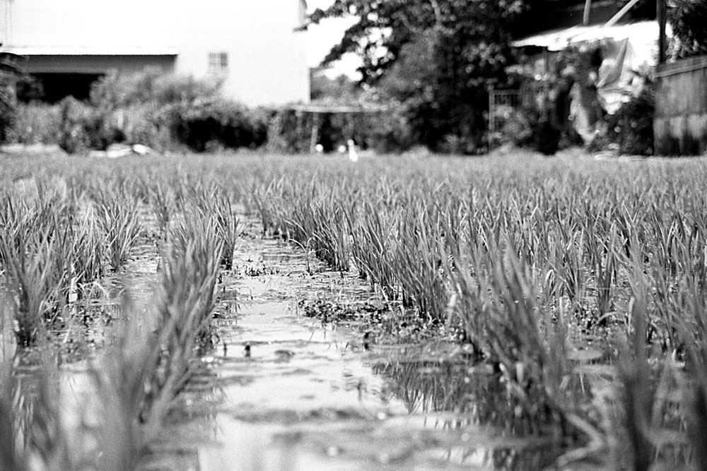 Film stock review: Lucky New SHD 100 Part 2 – 35mm EI 25 (bracketed +/- 1 stop)