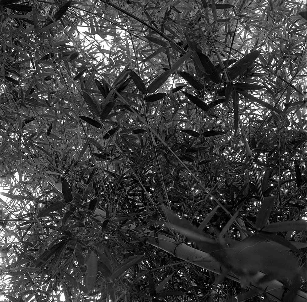 All the way up - Shot on Bergger Pancro 400 at EI 200. Black and white negative film in 120 format shot as 6x6. Orange 21 filter, Hasselblad Planar F 80 F/2.8, Pyrocat-HD 1:2:100