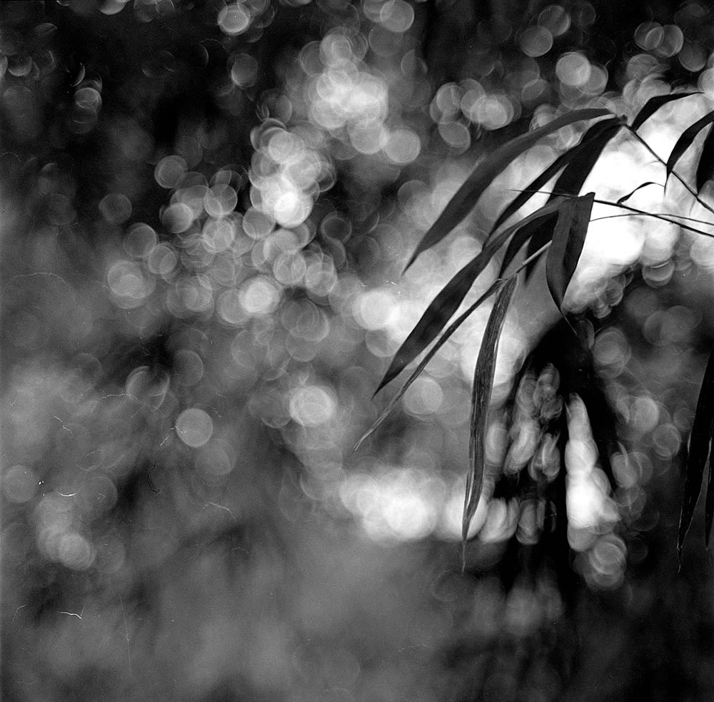 Photography: Bamboo bubbles – Shot on Bergger Pancro 400 at EI 200 (120 format)