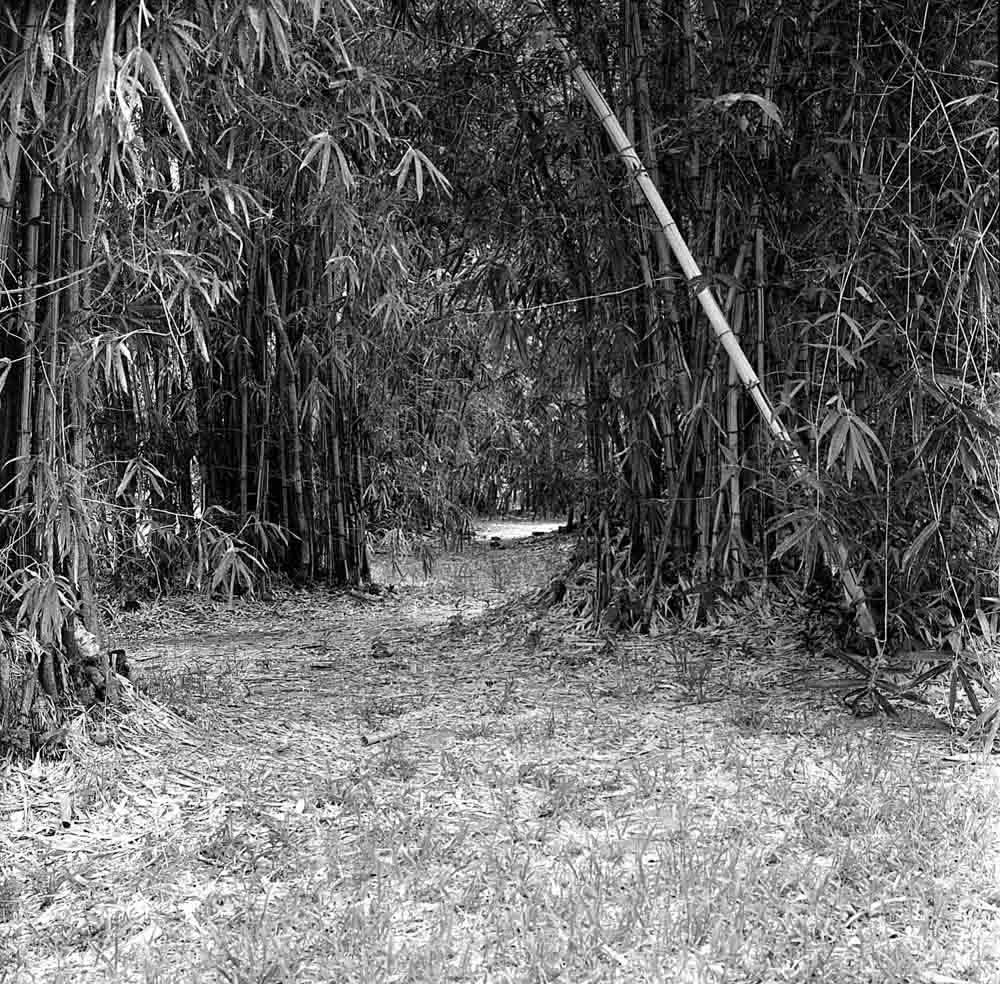 Photography: The gateway – Bergger Pancro (120)