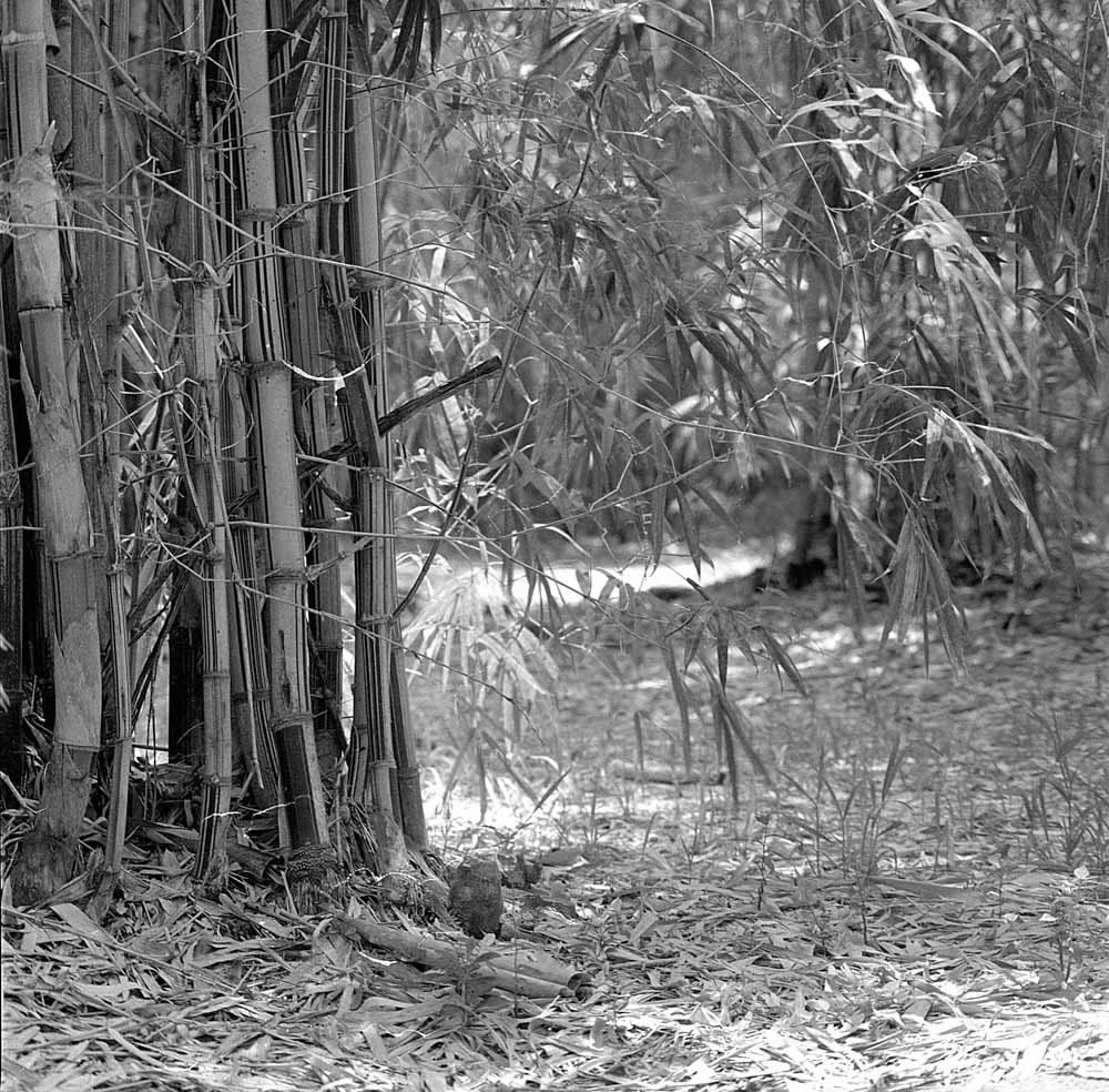 The way through - Shot on Bergger Pancro 400 at EI 200. Black and white negative film in 120 format as 6x6. Orange 21 filter, Hasselblad Planar F 80 F/2.8, Pyrocat-HD 1:2:100