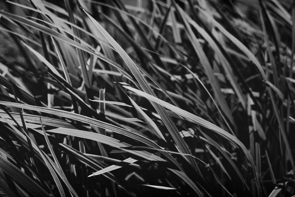 Photography: Blades – Shot on FILM Ferrania FERRANIA P30 Alpha at EI 80 (35mm format)