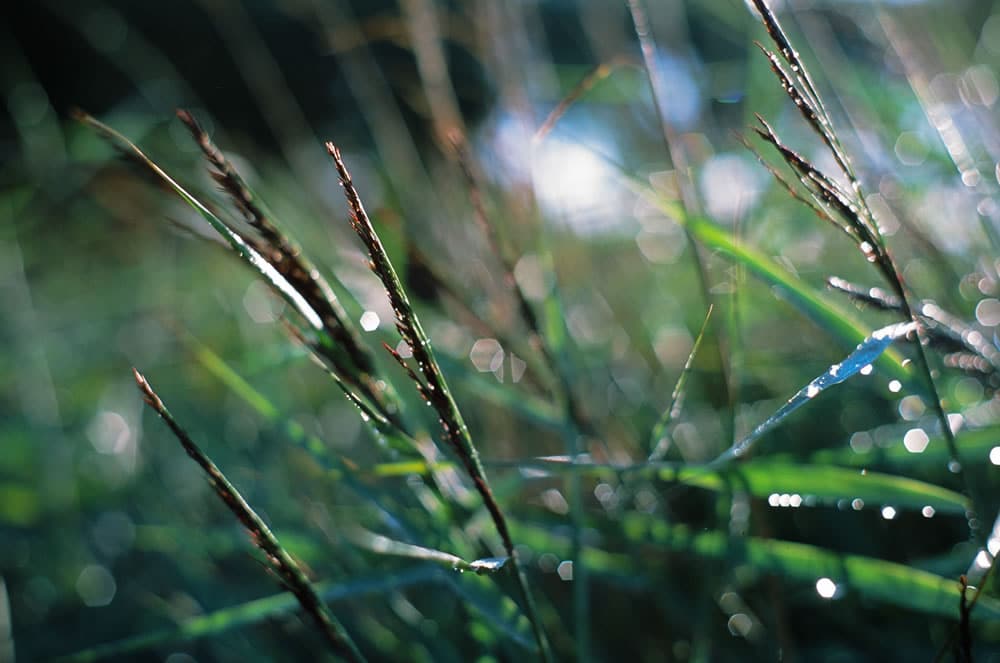 5 Frames… With Agfa Precisa CT 100 (EI 100 / 35mm format / Minolta X-700)