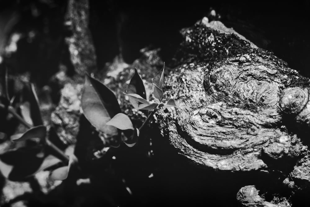 Photography: Stumped – Shot on FILM Ferrania FERRANIA P30 Alpha at EI 80 (35mm format)