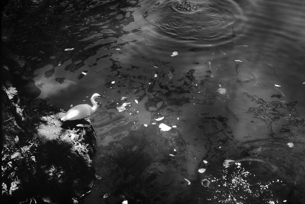 Photography: The hunt – Shot on FILM Ferrania FERRANIA P30 Alpha (35mm)