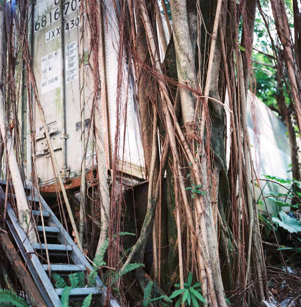 Photography: Grow around Shot on Fuji NPH II 800 at EI 800 (120)