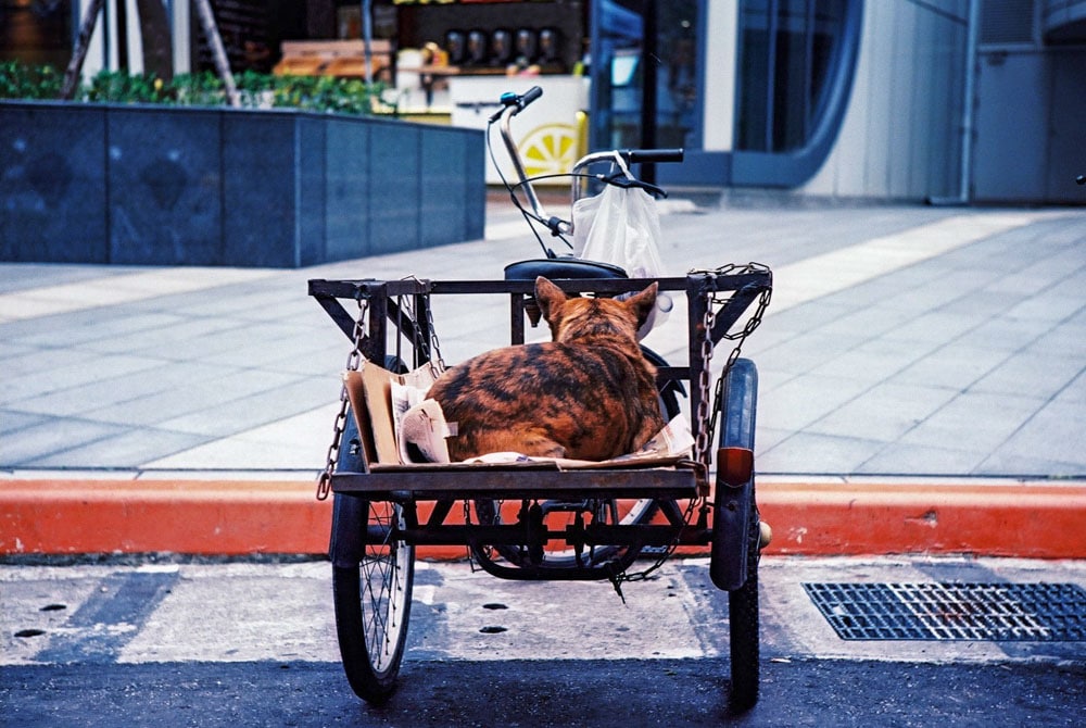 Photography: In the lines – Shot on Kodak Ektar 100 at EI 100 (35mm format)