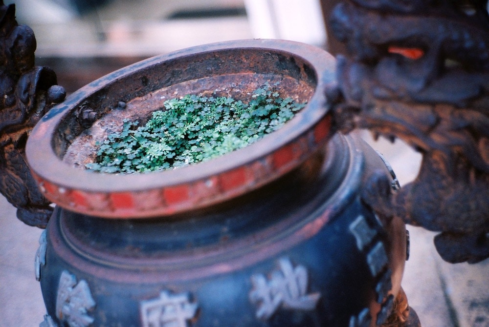 Photography: Used daily – Shot on Kodak Portra 400 at EI 400 (35mm)