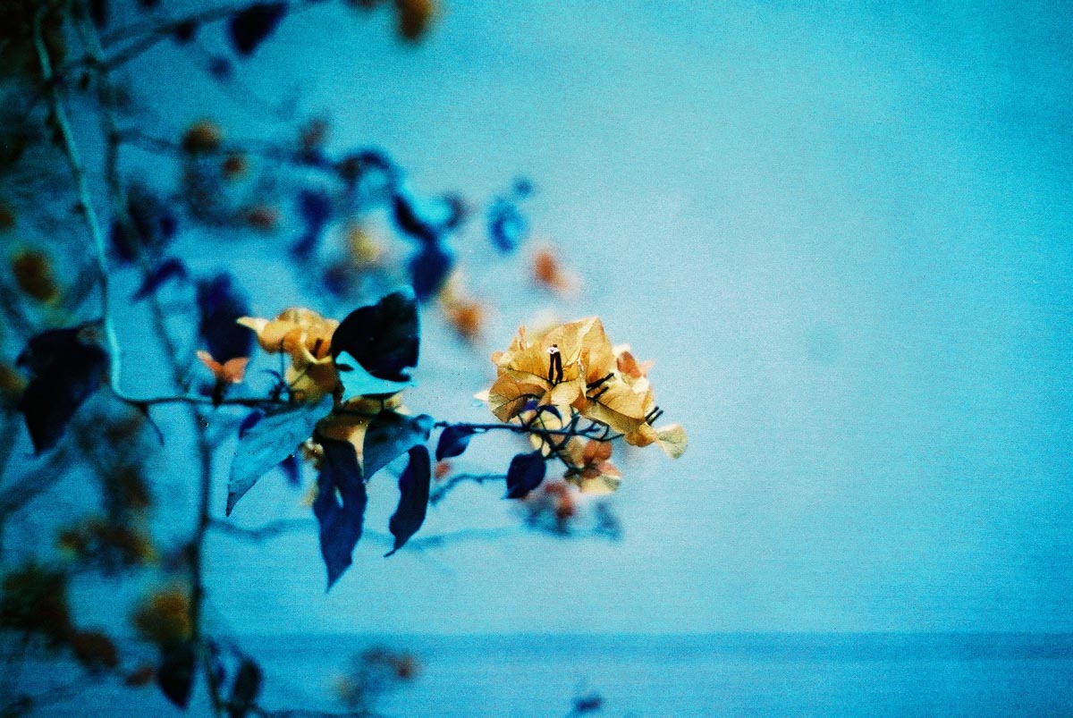 Photography: Angled – Shot on Lomography Lomochrome Purple XR 100-400 at EI 400 (35mm format)