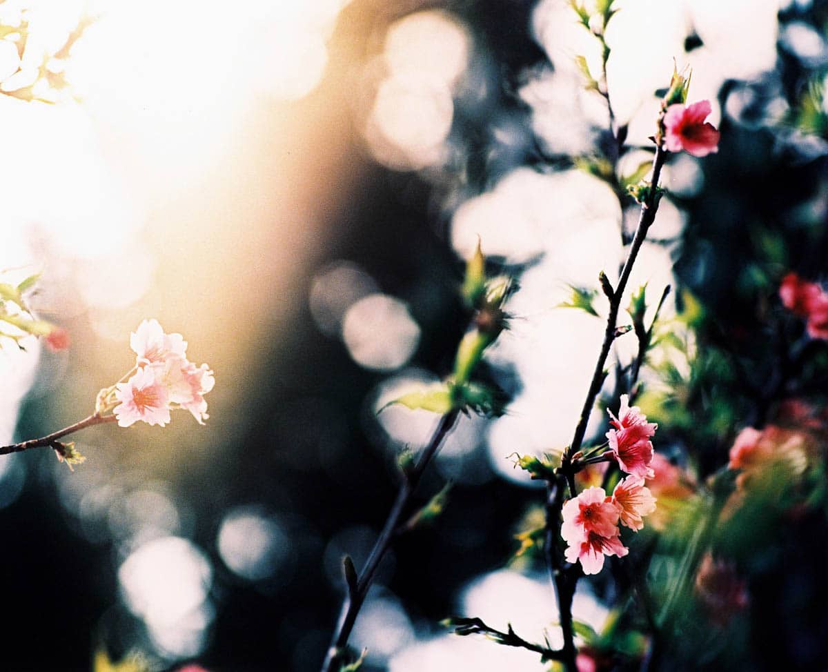 5 Frames… With Kodak EKTACHROME 100 Plus EPP (EI 100 / XPRO / 120 format / Mamiya RB67 Professional)