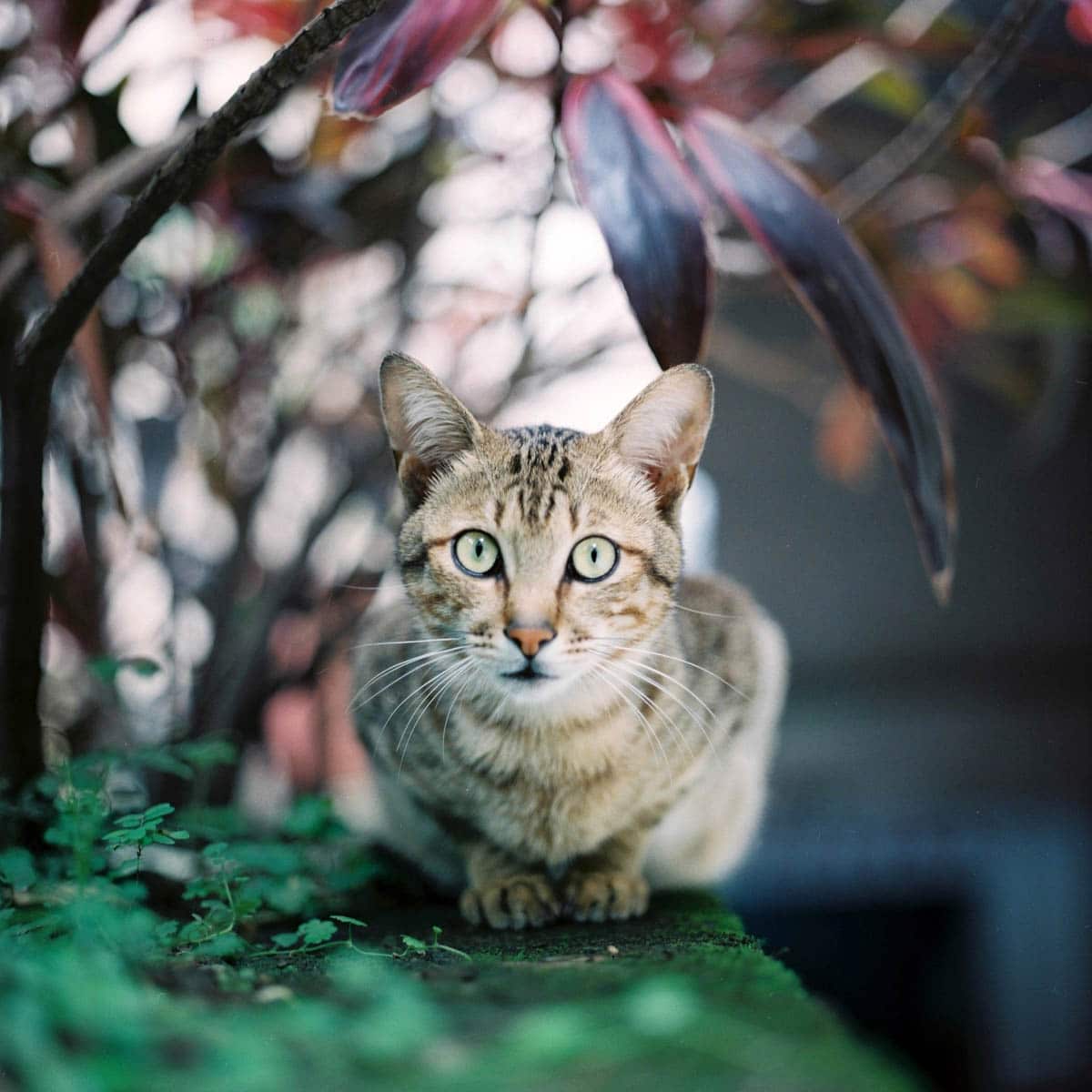 Photography: Transfixed – Shot on Fuji Pro 400H at EI 400 (120 format)