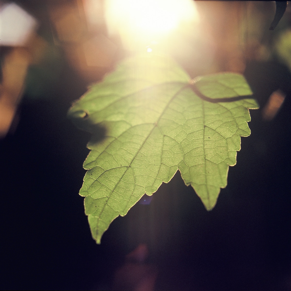 Light shower - Shot on Fuji Provia 400X RXP at EI 1600. Color reversal (slide) film in 120 format shot as 6x6.