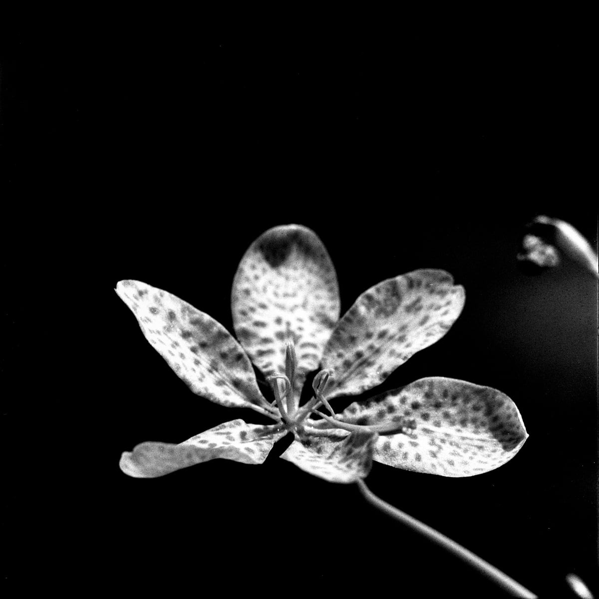 One down - Shot on Rollei Superpan 200 at EI 200. Black and white negative film in 120 format shot as 6x6. Hasselblad 2000 + Kodak Aero Ektar 178