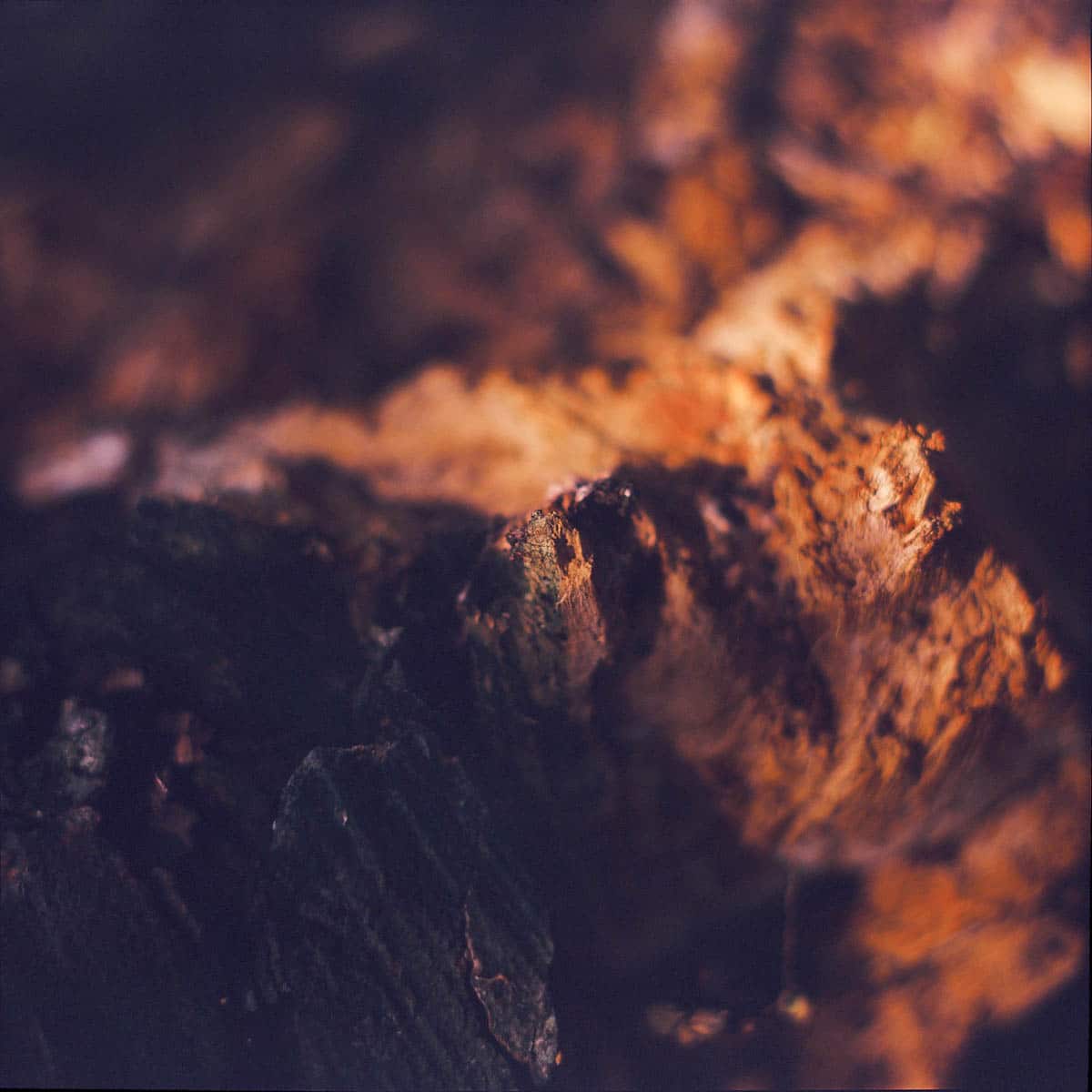 Photography: Shard – Shot on Kodak EKTACHROME 100VS (E100VS) at EI 100 (120 format)