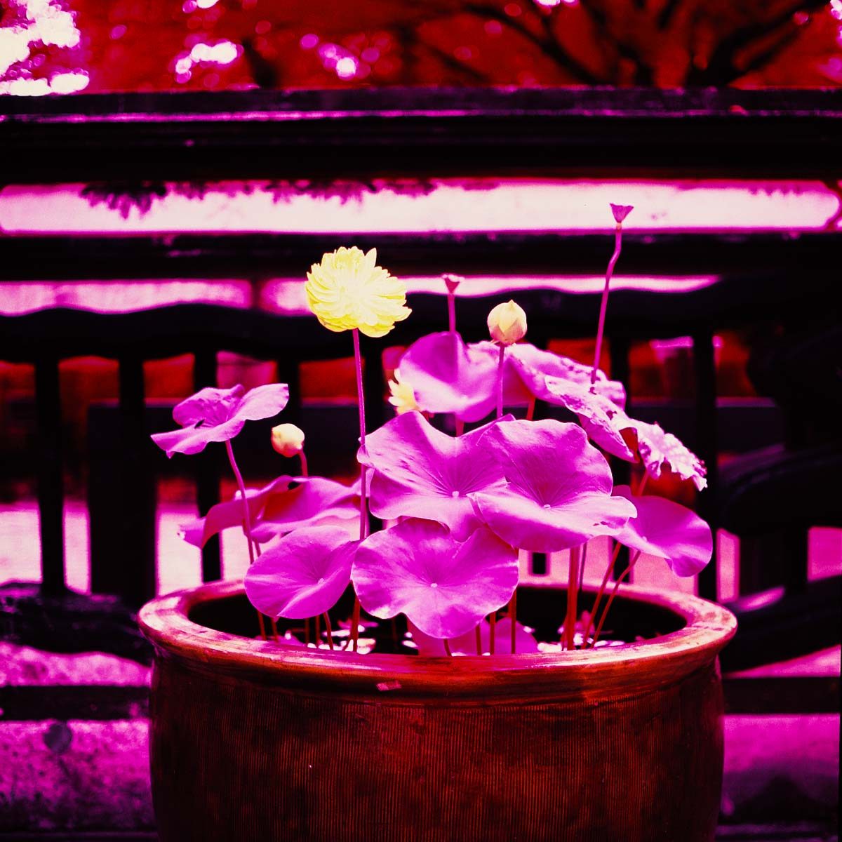 Photography: Full bloom – Shot on Kodak AEROCHROME III 1443 at EI 400 (120 format)