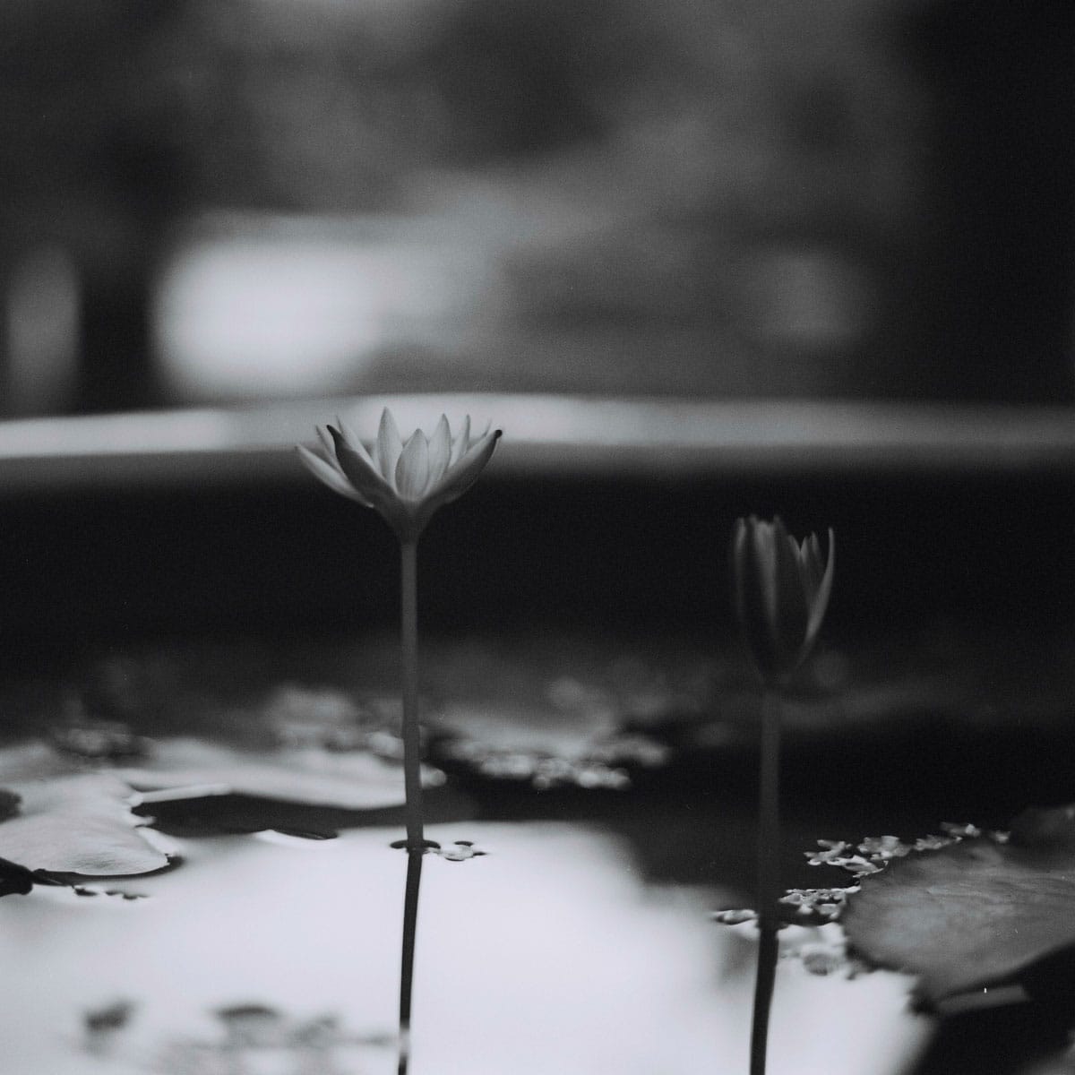 Photography: Half mast – Shot on ILFORD XP2 Super at EI 400 (120 format)