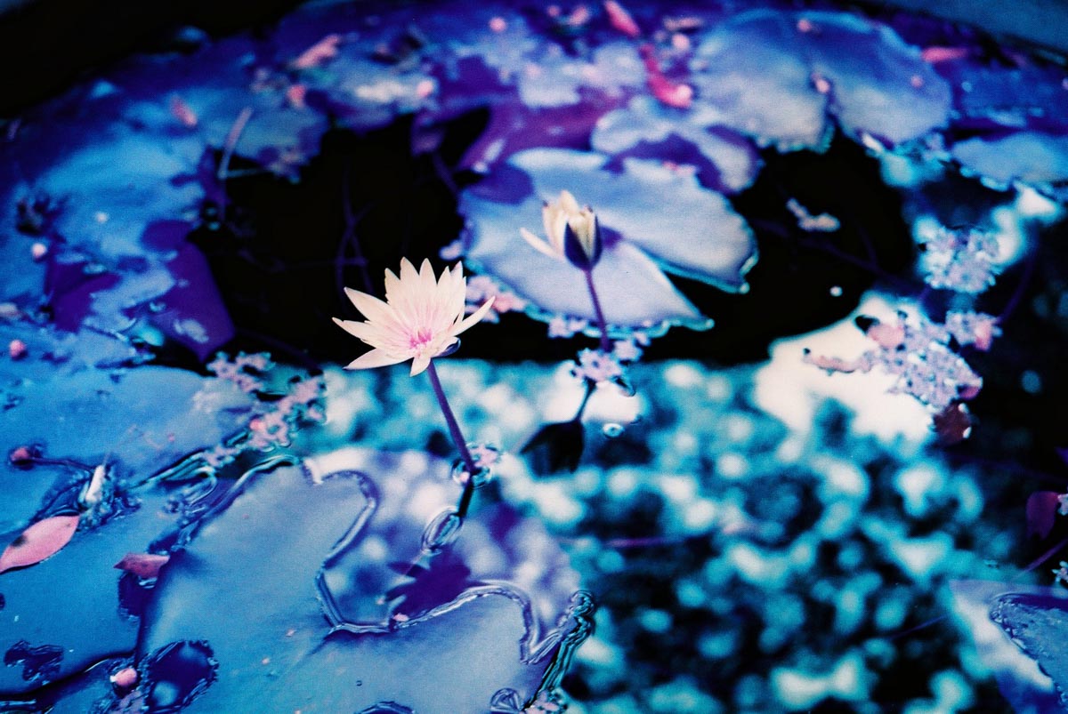 Photography: In a sea of oil – Shot on Lomography Lomochrome Purple XR 100-400 at EI 400 (35mm format)