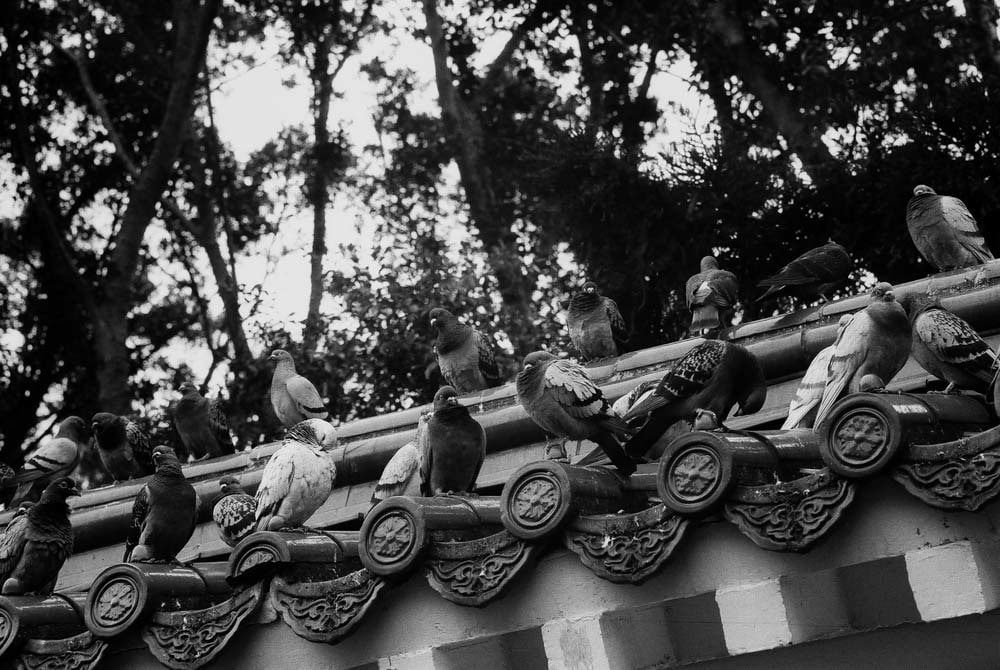 Photography: Resident’s association – Shot on ILFORD FP4 PLUS at EI 100 (35mm format)