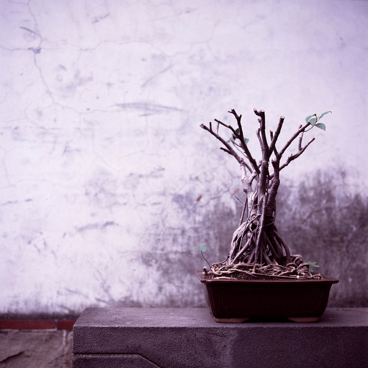 Shorn - Shot on Kodak EKTACHROME 200 E200 at EI 200. Color reversal (slide) film in 120 format shot as 6x6.