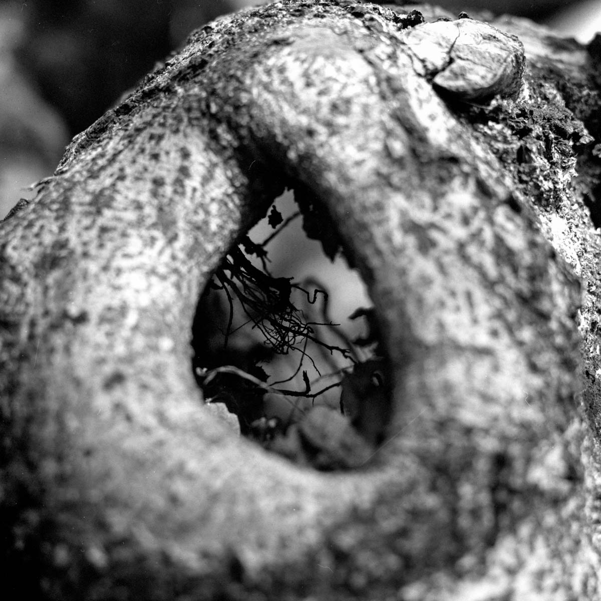 Transition 03 - Shot on Rollei Superpan 200 at EI 200. Black and white negative film shot as 6x6. Hasselblad 2000 + Kodak Aero Ektar 178.