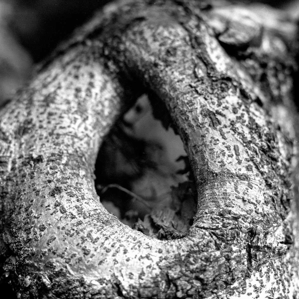 Transition 05 - Shot on Rollei Superpan 200 at EI 200. Black and white negative film shot as 6x6. Hasselblad 2000 + Kodak Aero Ektar 178.