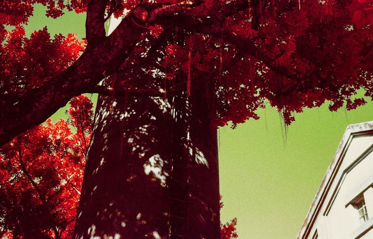 Photography: Dripping red –  Shot on Kodak AEROCHROME III 1443 (35mm format)