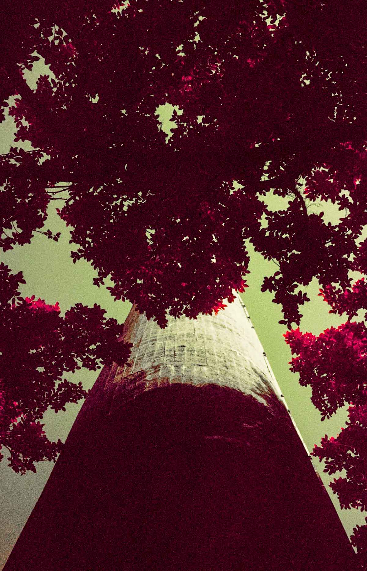 Photography: From below – Shot on Kodak AEROCHROME III 1443 (35mm format)