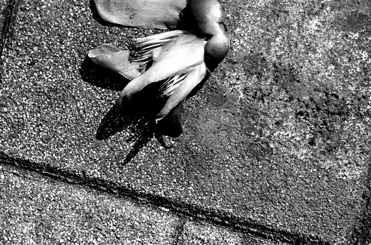 Photography: Ignominious defeat – Shot on ORWO N74 plus at EI 400 (35mm format)