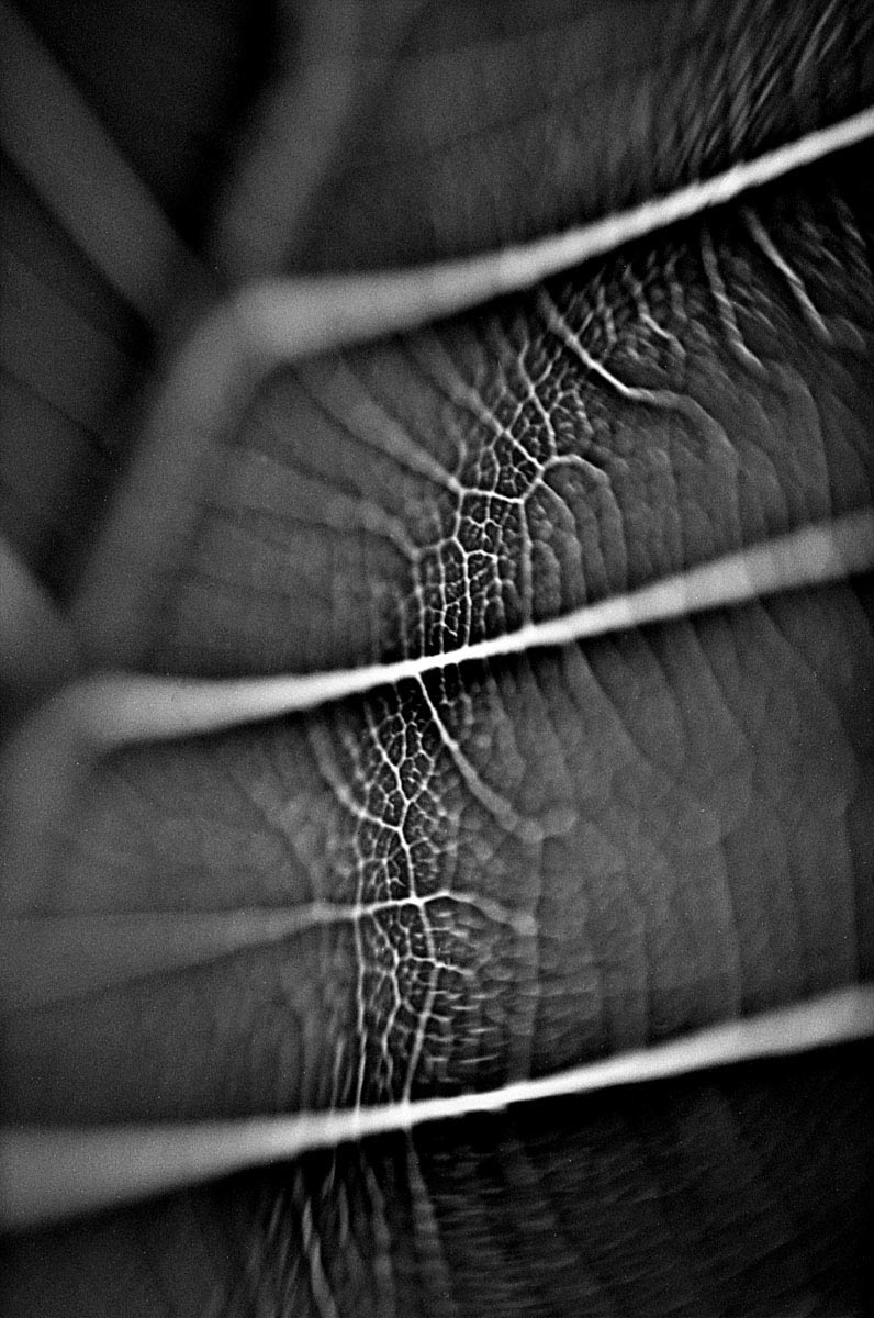 Confusion - Shot on Efke KB25 at EI 25. Black and white negative film in 35mm format.