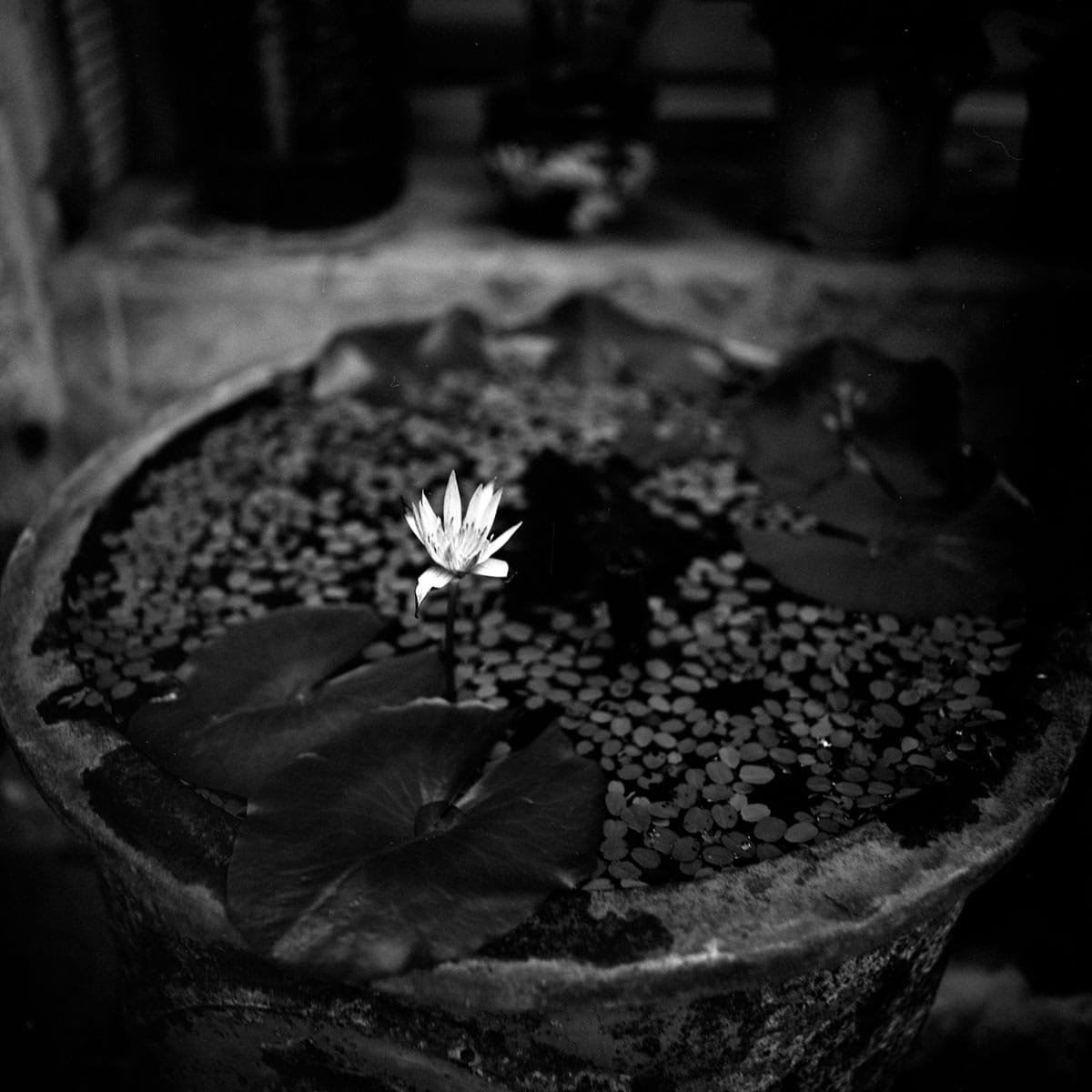 Photography: Stand alone – Shot on ILFORD PAN F PLUS at EI 32 (120 format)