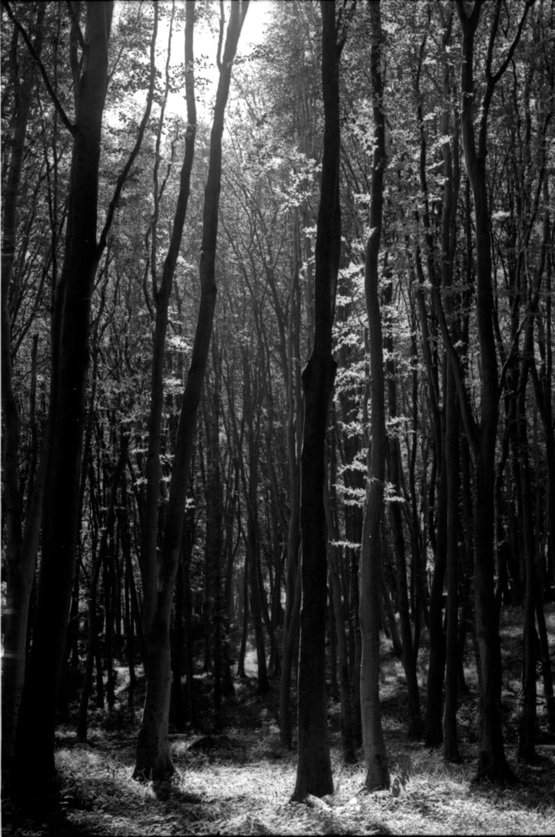 5 Frames… With Kodak T-MAX 400 (EI 1600 / 35mm format / Olympus OM-2n)