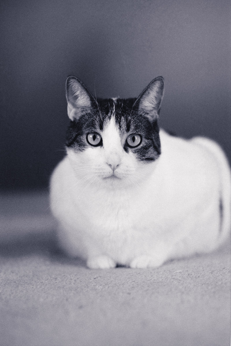 5 Frames… With Fujicolor 200 (EI 200 / 35mm format / Nikon FG-20)