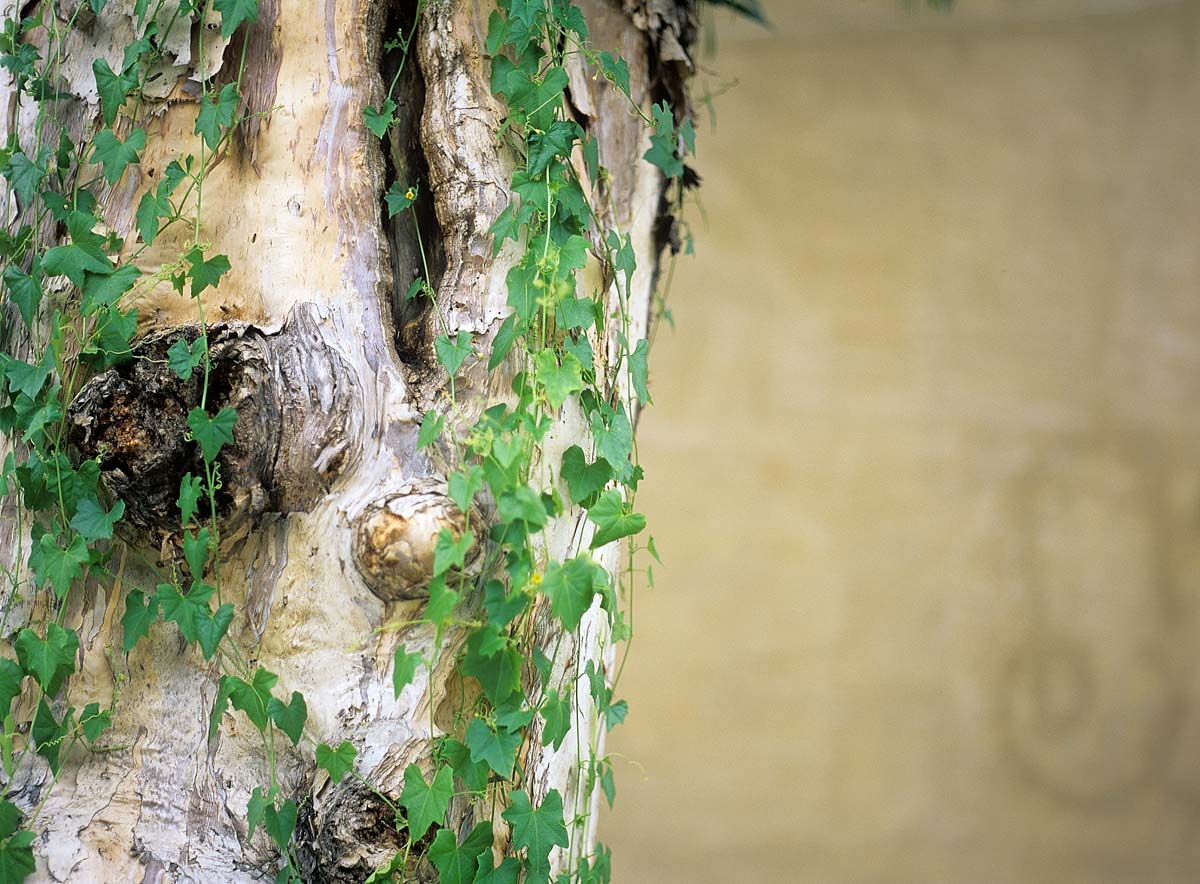 Photography: 1, 2, 3… – Shot on Fuji Velvia 50 RVP50 at EI 50 (120 format)