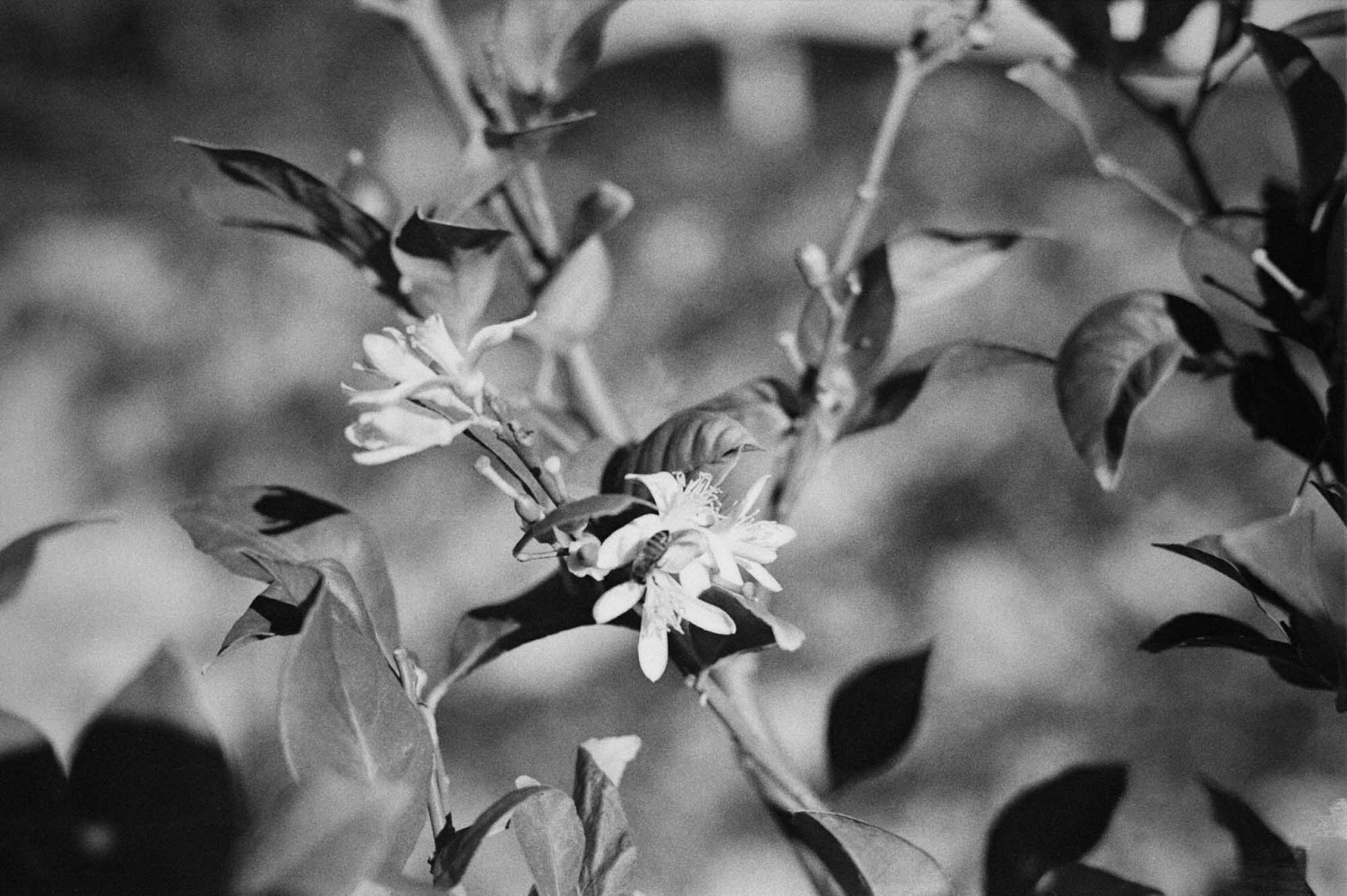 5 Frames… With Kodachrome 25 (EI 1.5 / 35mm format / Canon EOS3)