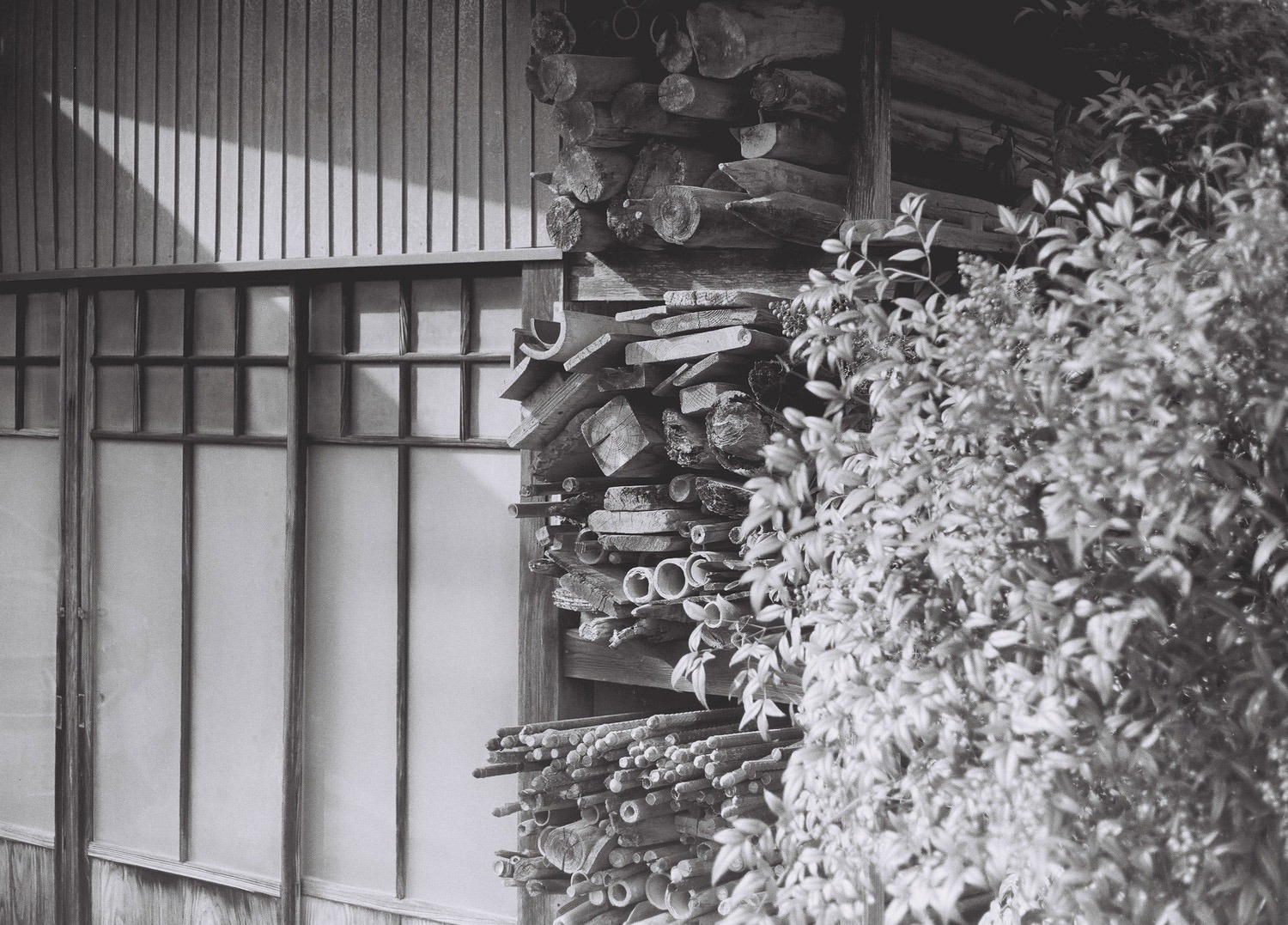 5 Frames… With New Oriental Seagull 100 (EI 100 / 35mm format / Canon AV-1)