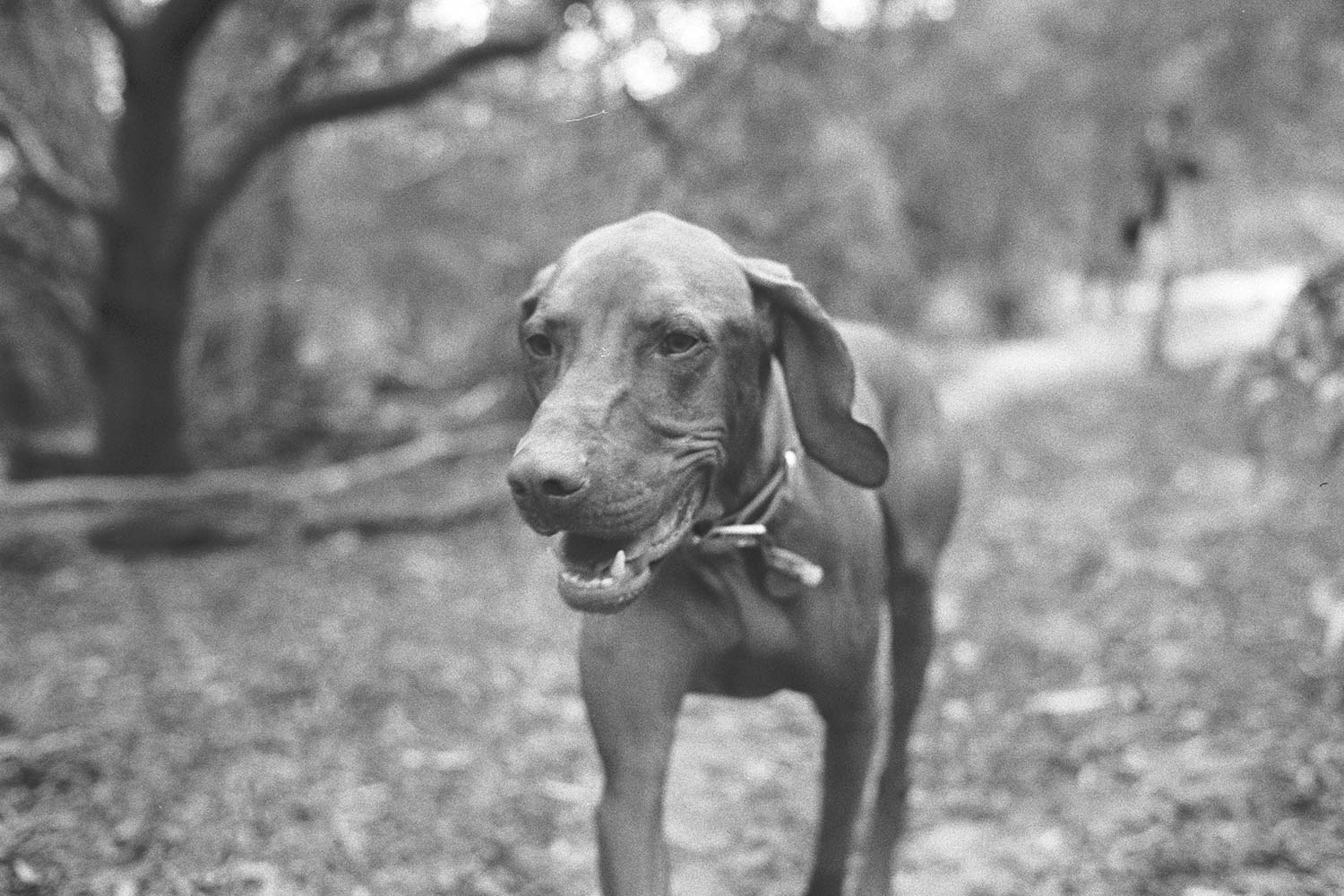 5 Frames… With ILFORD HP5 PLUS (EI 400 / 35mm format / Voigtlander Bessa R4A)