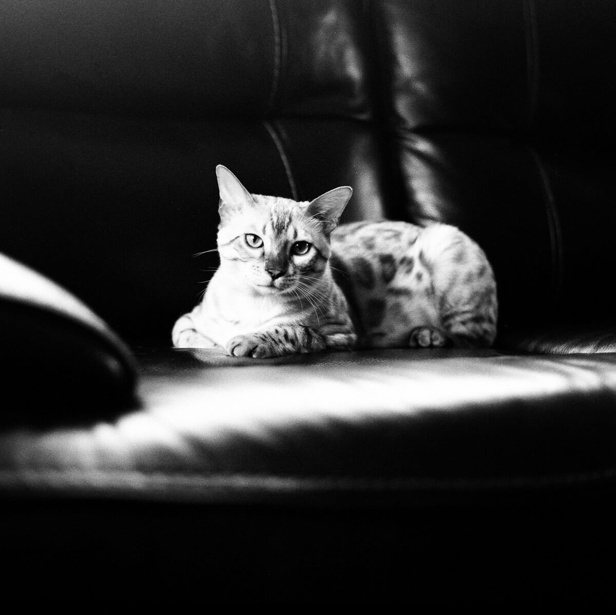 5 Frames… Of my quarantine buddy on ILFORD HP5 PLUS (EI 400 / 120 format / Hasselblad 500CM)